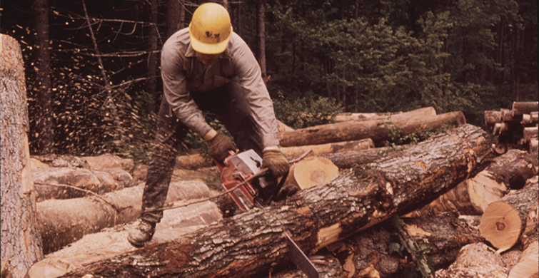 Lumberjack at work